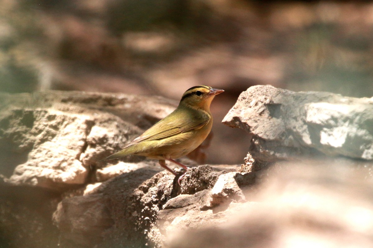 Worm-eating Warbler - Jesse Pline