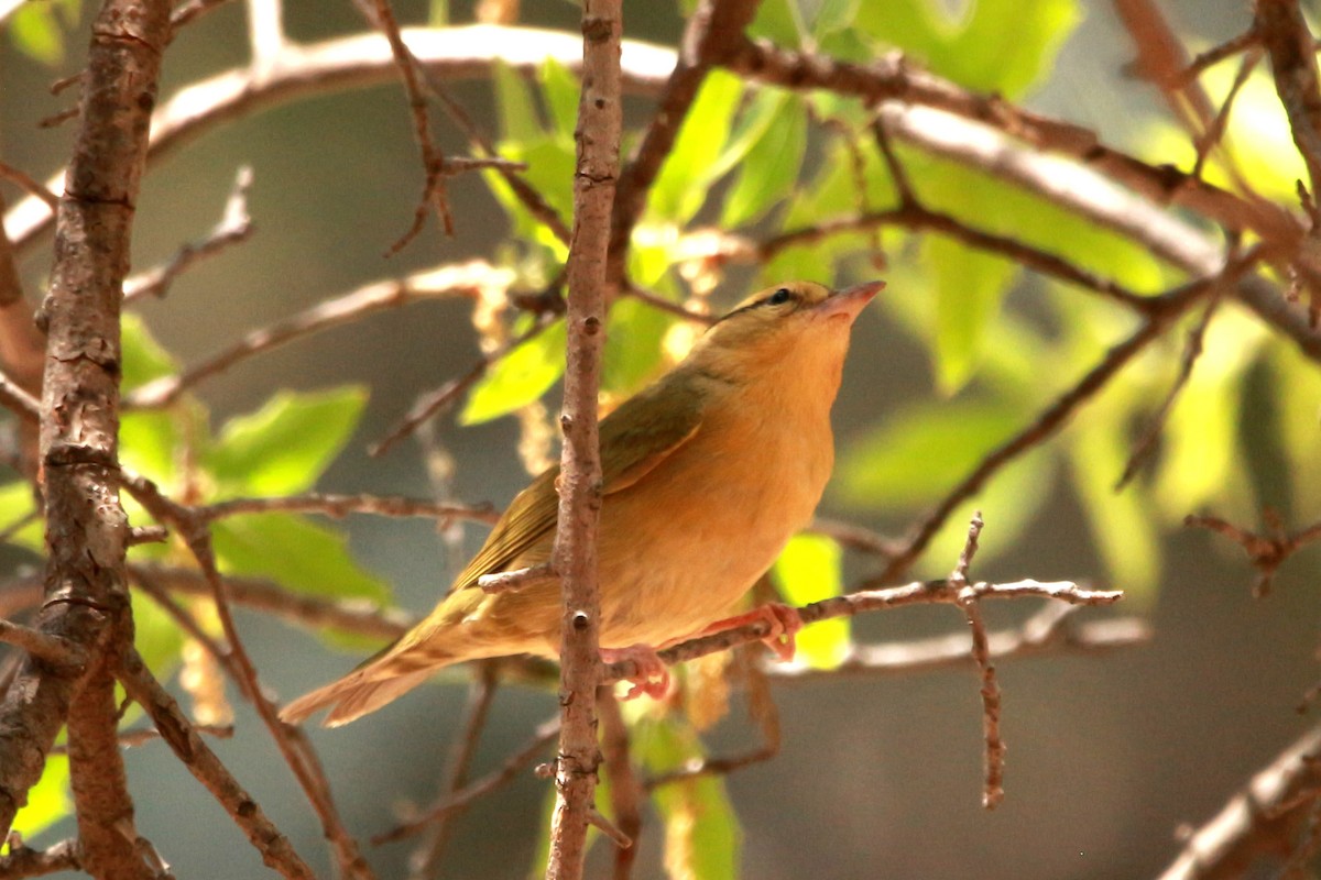 Worm-eating Warbler - Jesse Pline