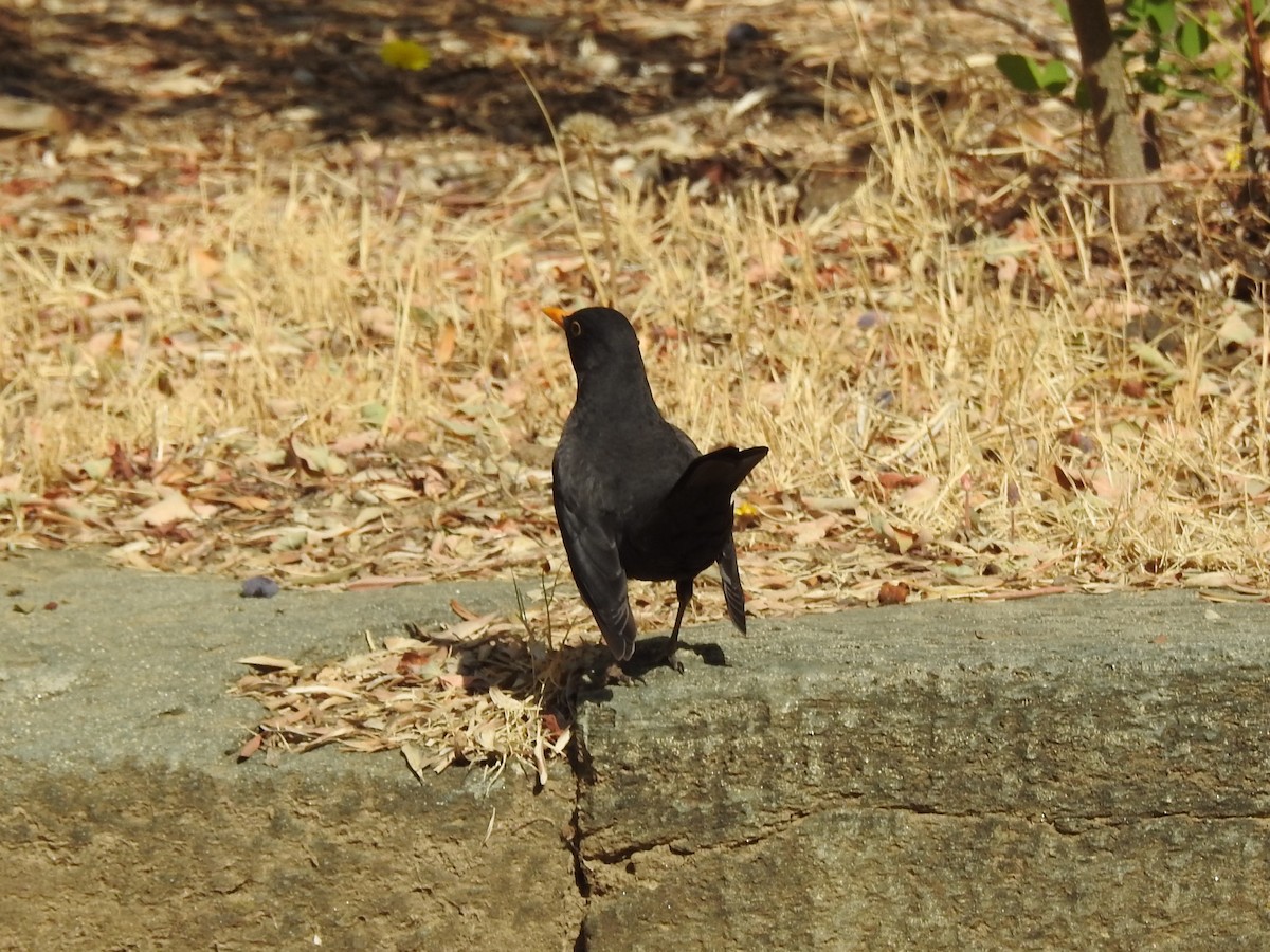 Eurasian Blackbird - ML619482352