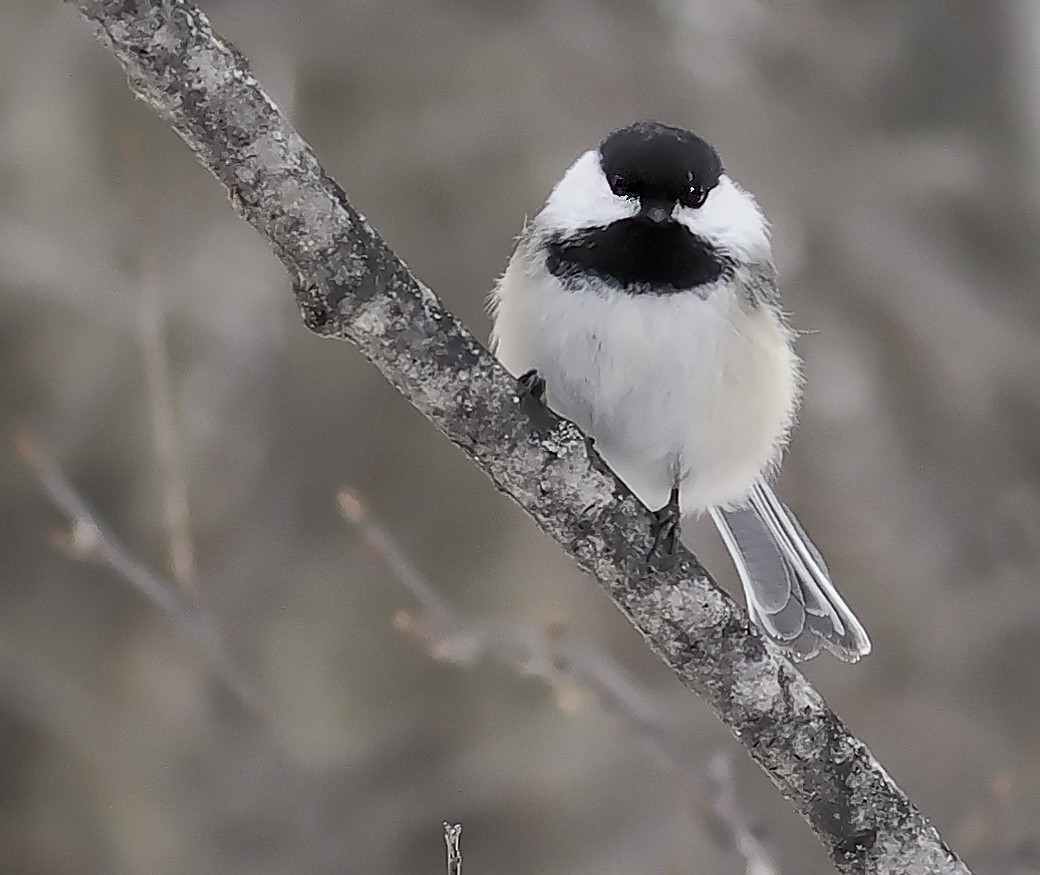 Black-capped Chickadee - Edith Holden