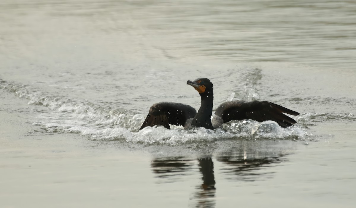 Double-crested Cormorant - Christopher Takacs