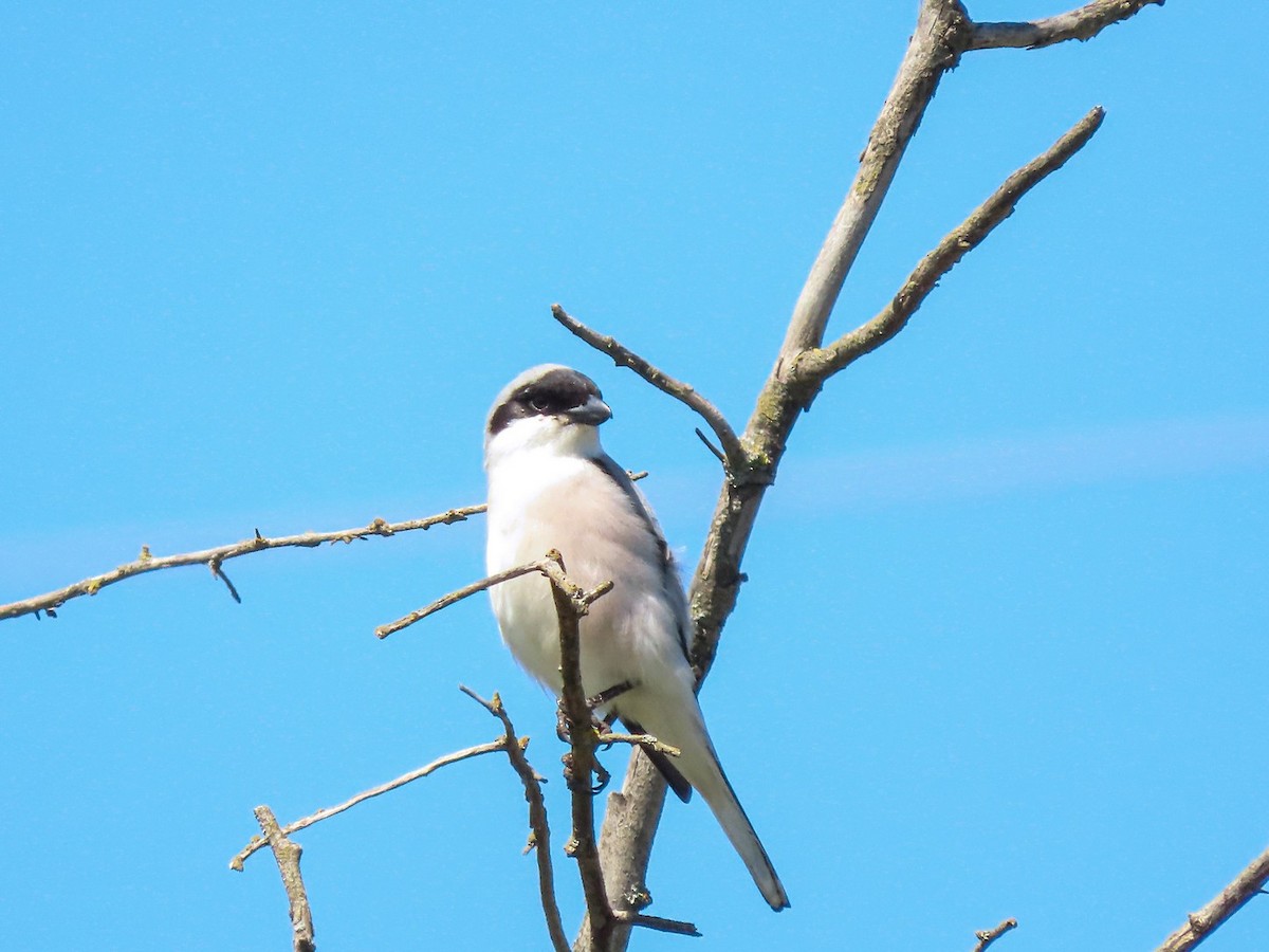 Lesser Gray Shrike - Станислав Гр.