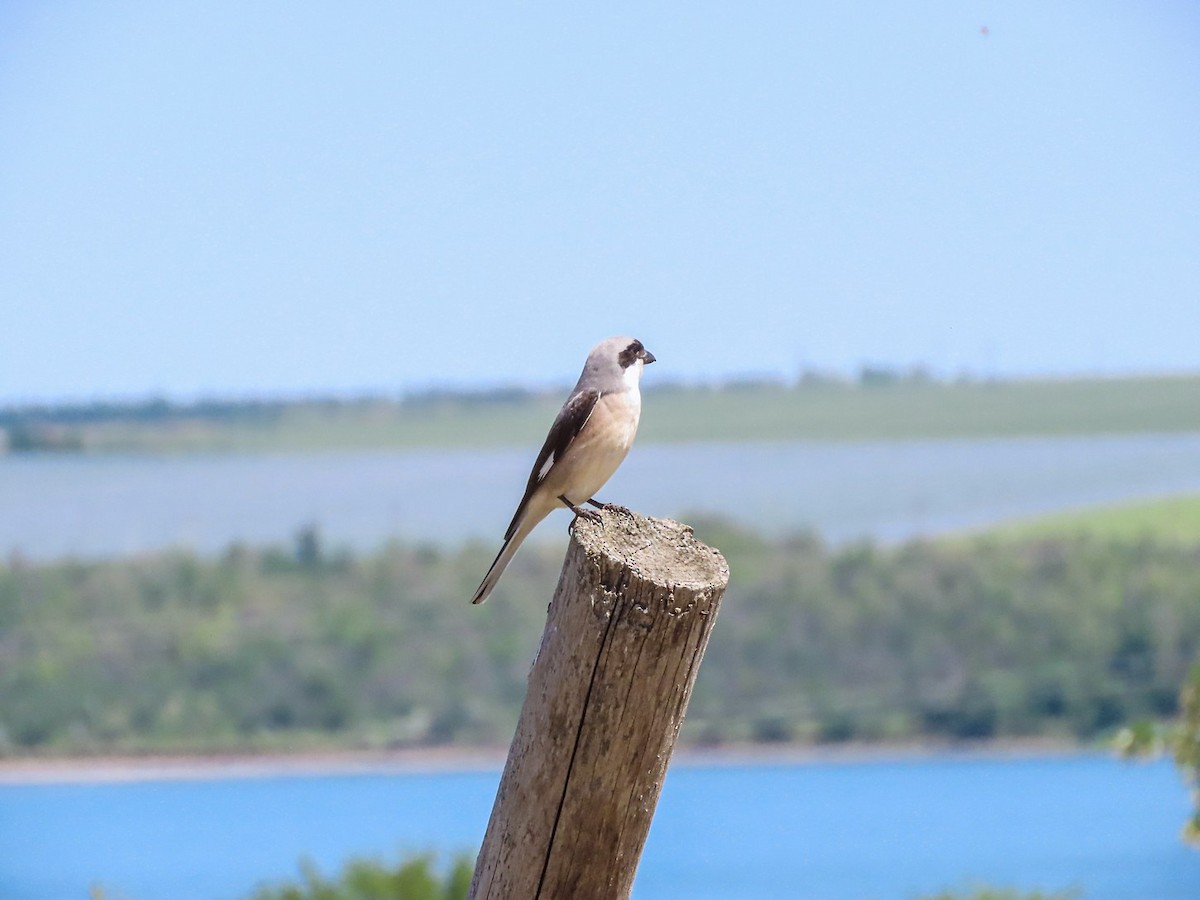 Lesser Gray Shrike - Станислав Гр.