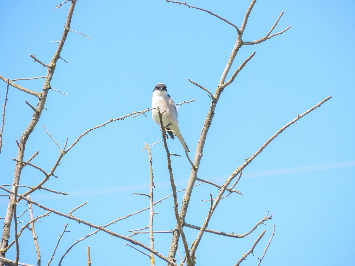 Lesser Gray Shrike - Станислав Гр.