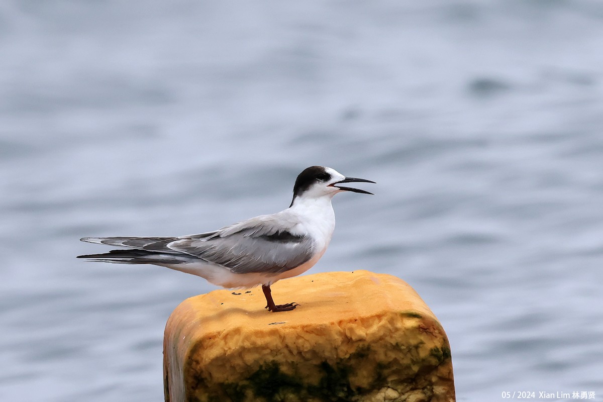 Common Tern - Lim Ying Hien