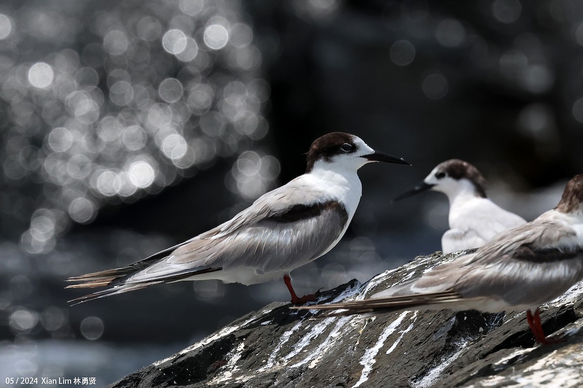 Common Tern - Lim Ying Hien