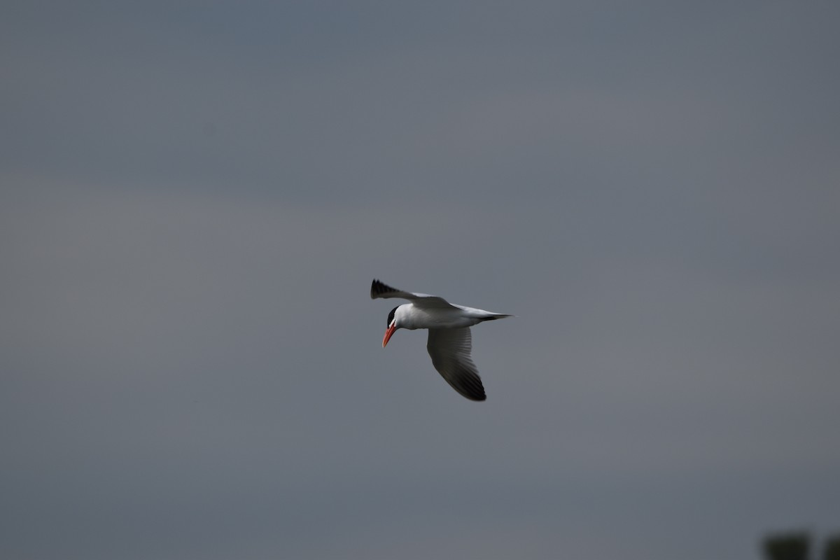 Caspian Tern - Thomas Moorhead