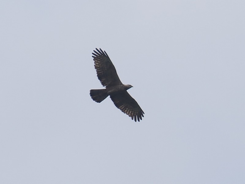 Oriental Honey-buzzard - Osamu Murakami