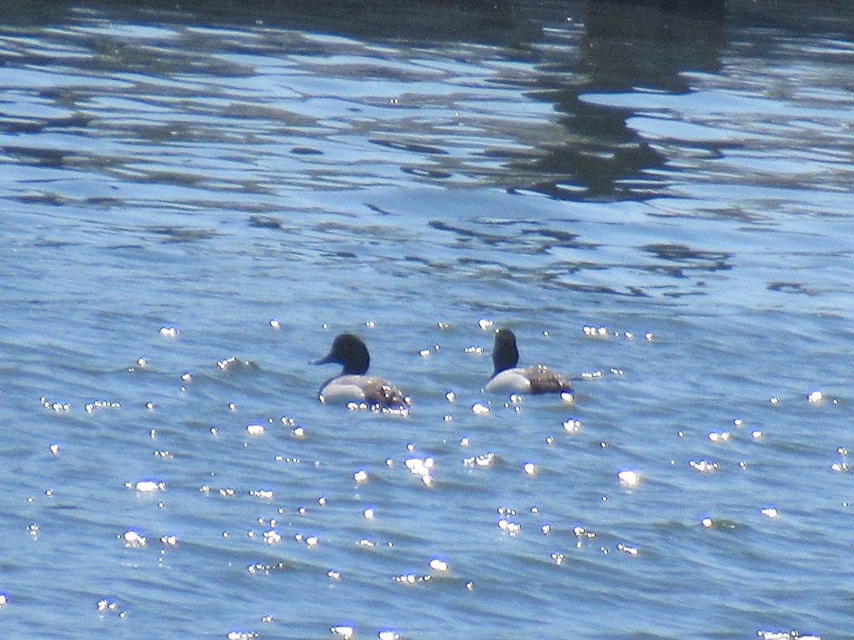 Greater Scaup - Barry Capella