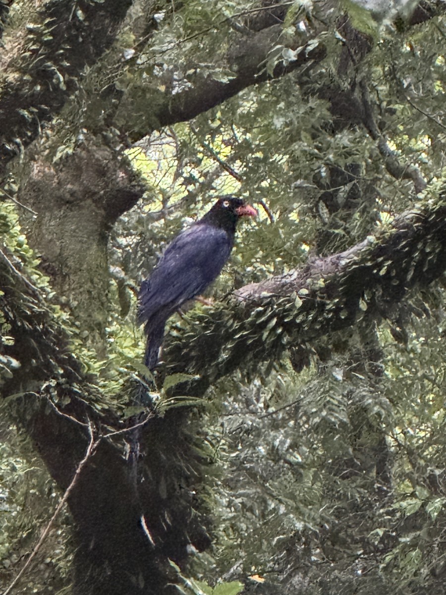 Taiwan Blue-Magpie - Anonymous