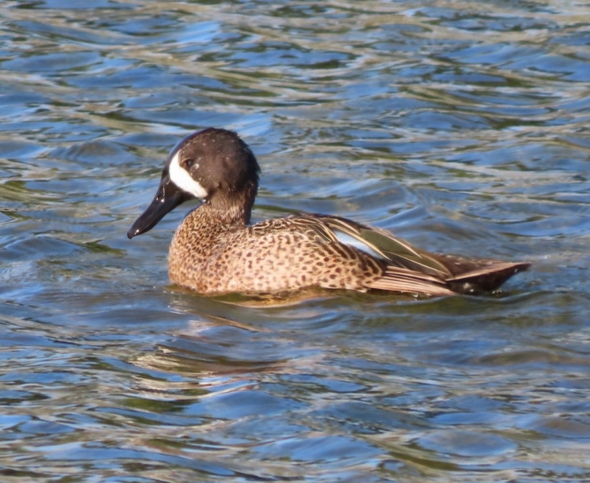 Blue-winged Teal - Cathleen Burns