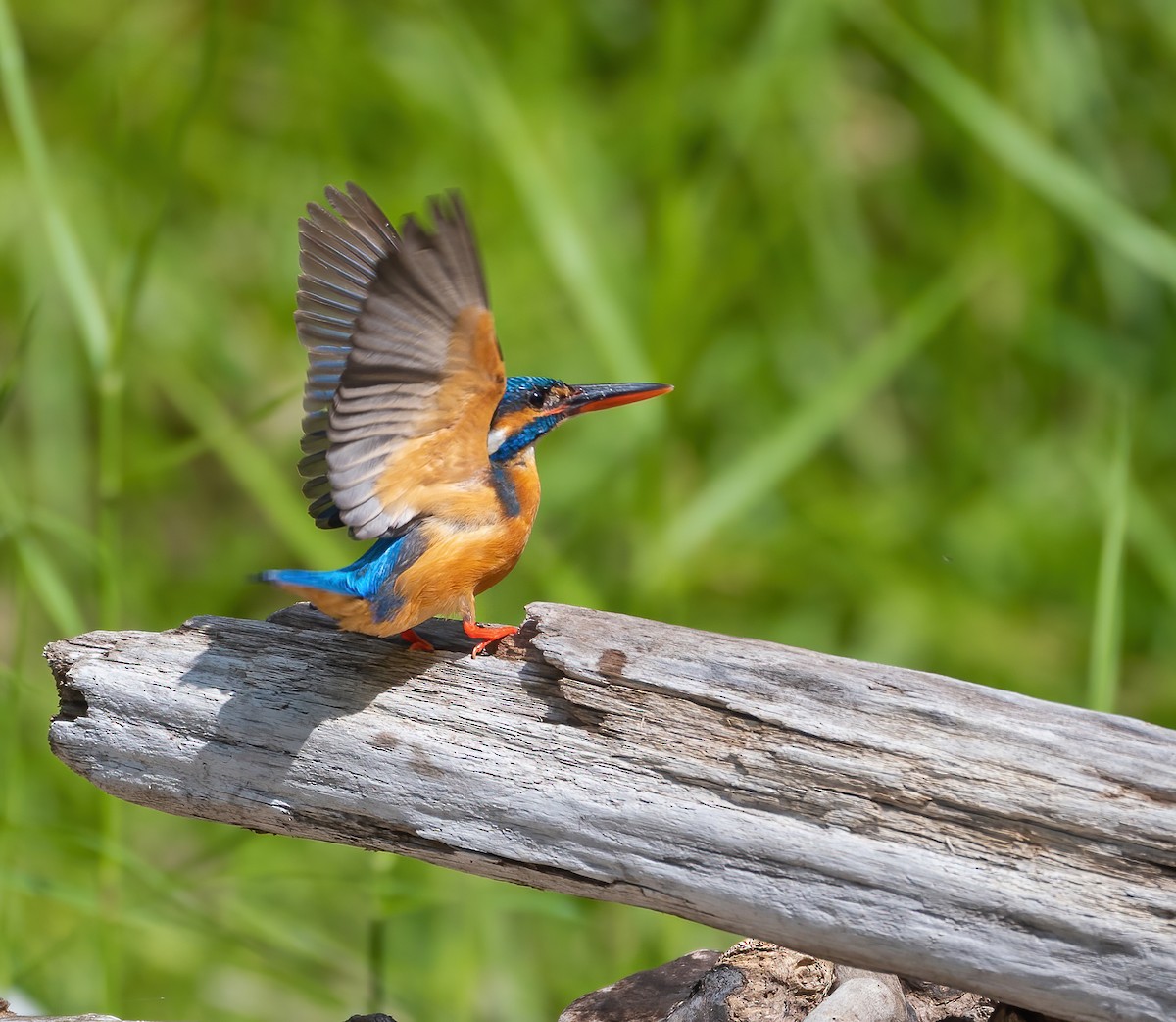 Common Kingfisher - Wilbur Goh
