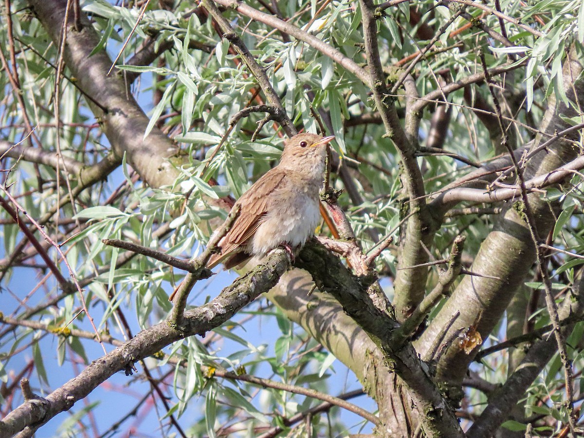 Thrush/Common Nightingale - Станислав Гр.