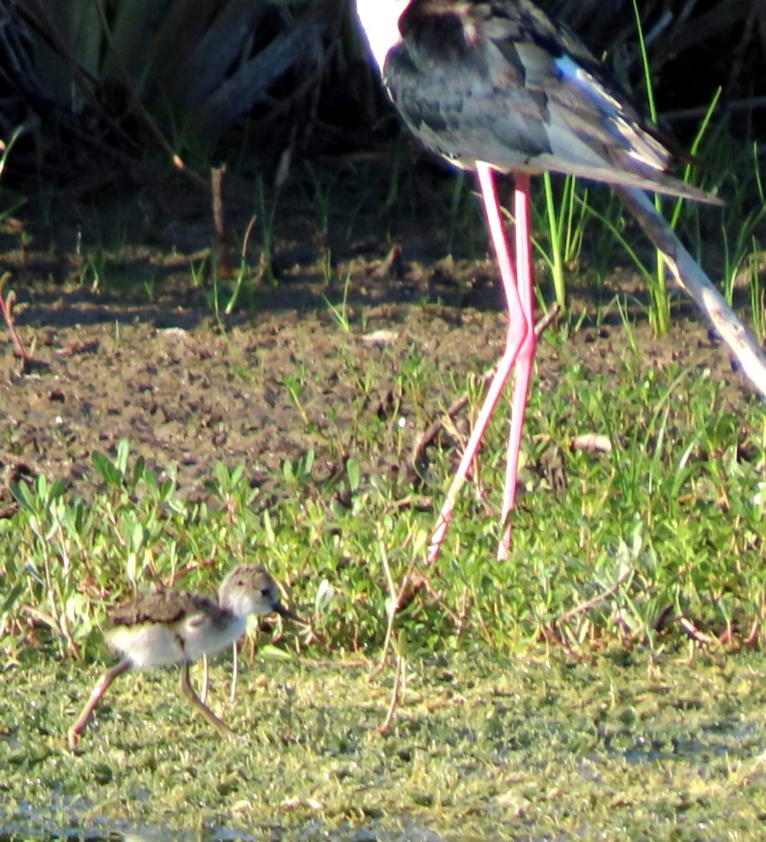 Black-necked Stilt - ML619482397