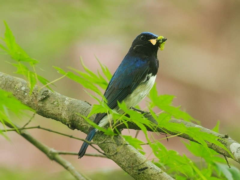 Blue-and-white Flycatcher - Osamu Murakami