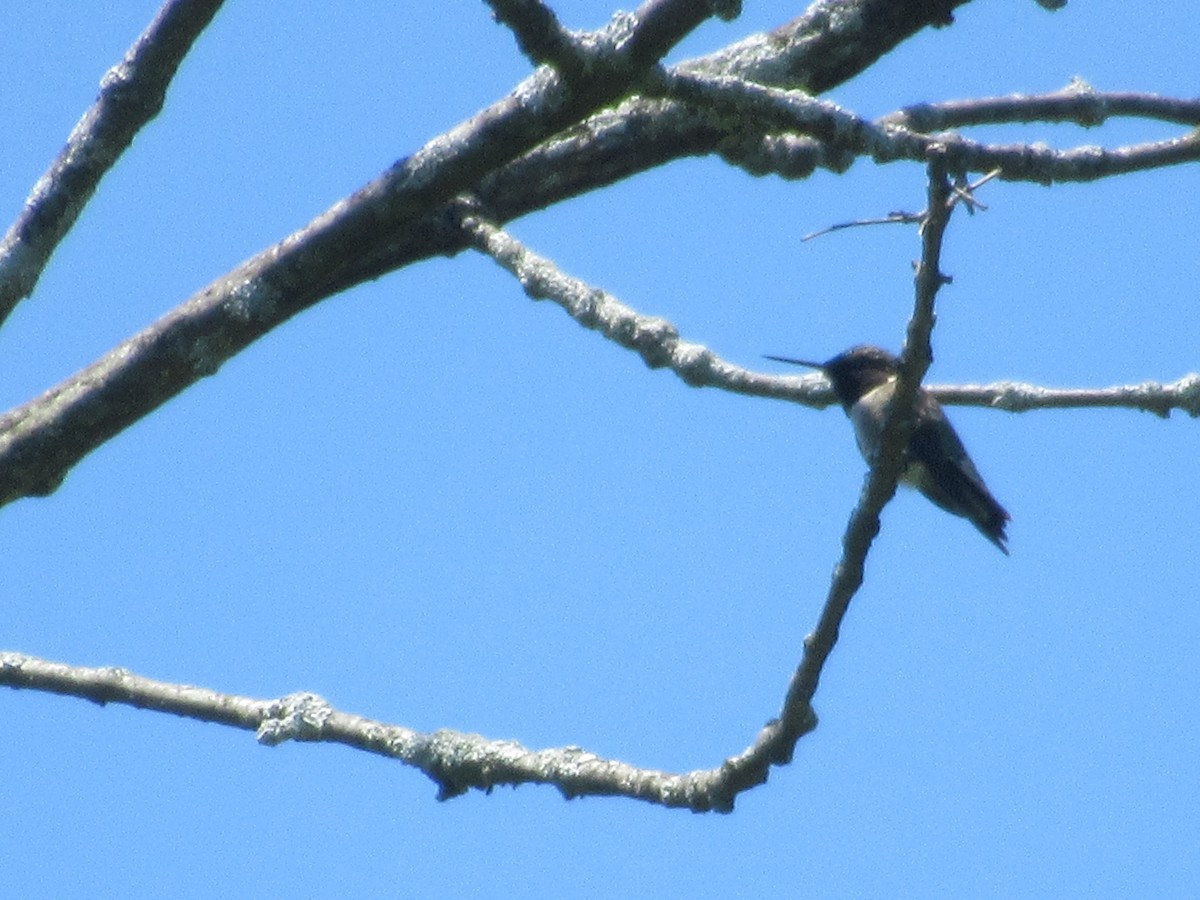 Ruby-throated Hummingbird - Barry Capella