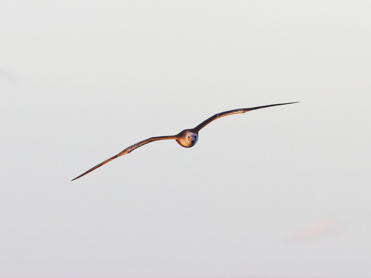 Red-footed Booby - Angus Wilson