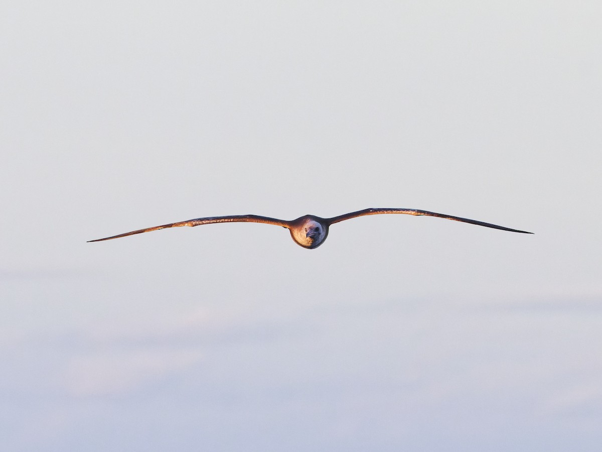 Red-footed Booby - Angus Wilson