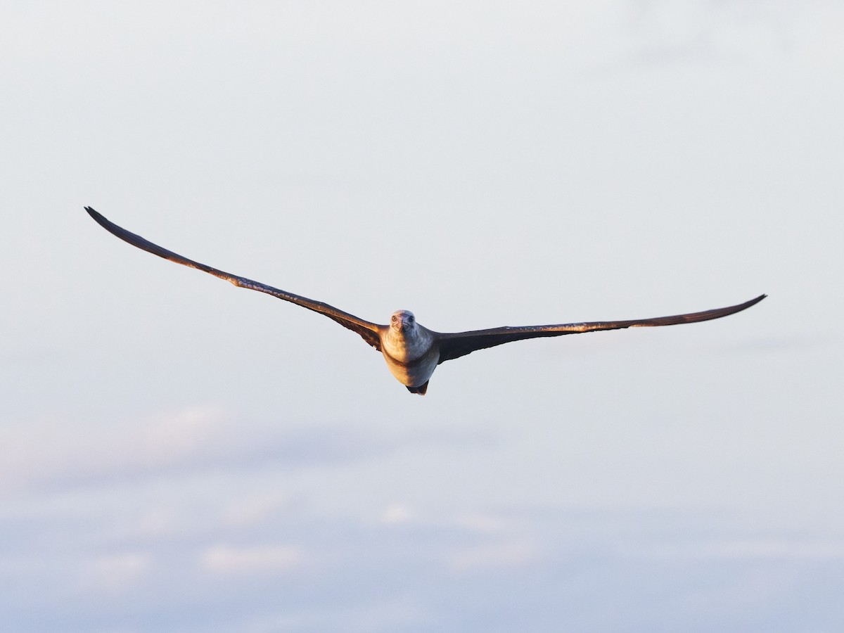 Red-footed Booby - Angus Wilson