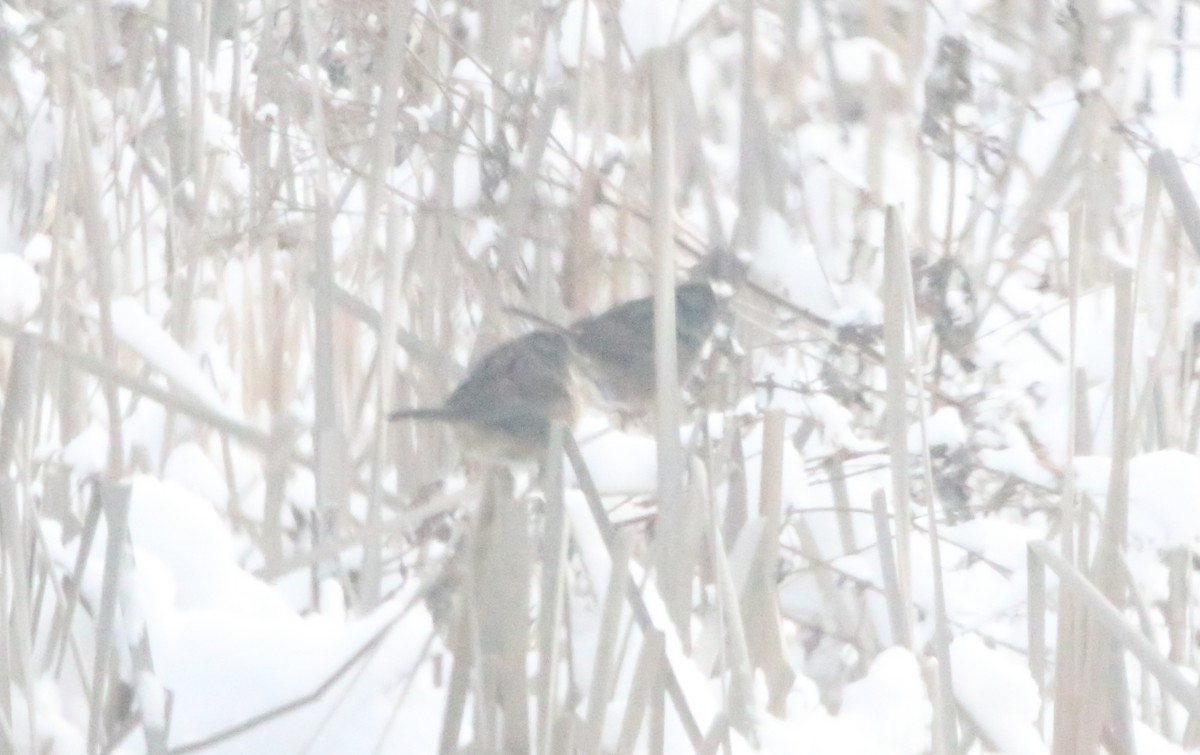 Swamp Sparrow - Joe Gyekis