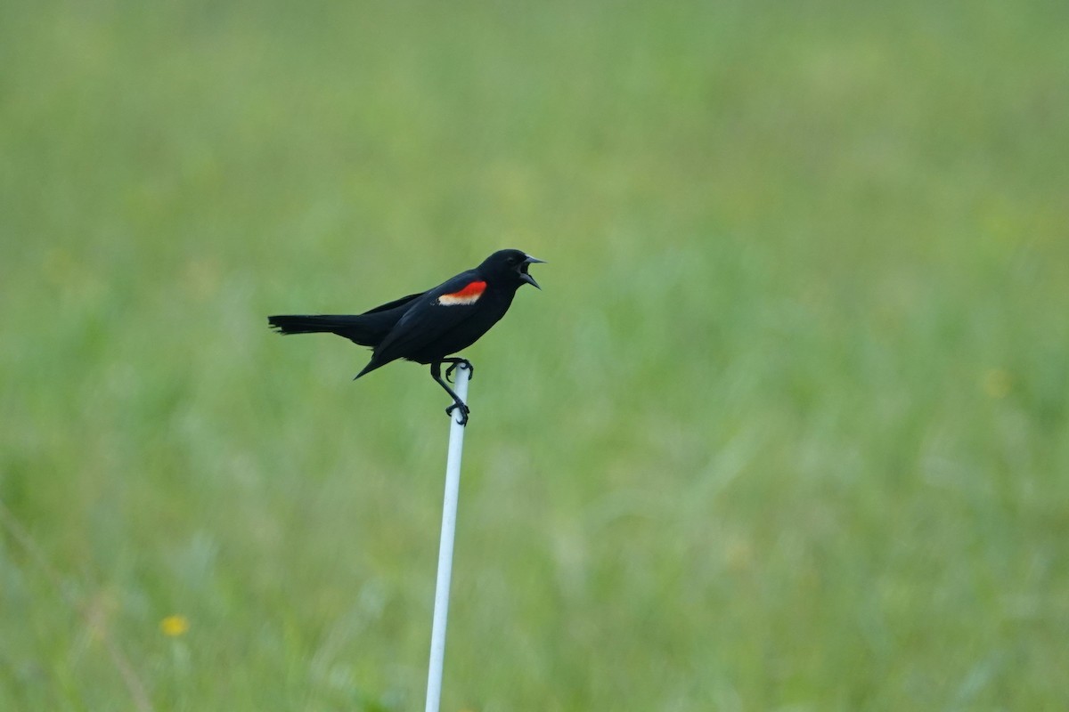 Red-winged Blackbird - ML619482423