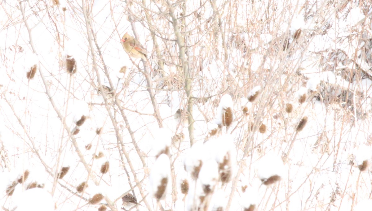 American Tree Sparrow - ML619482424