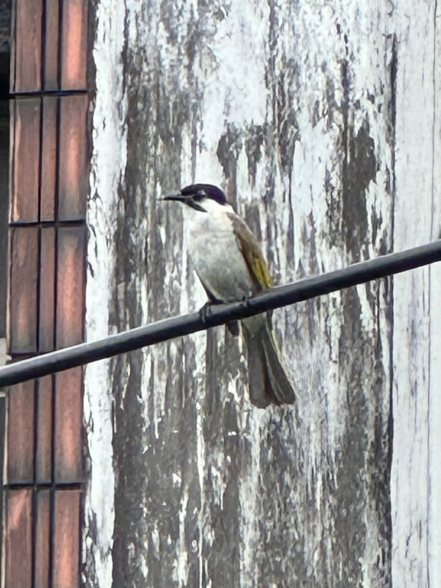 Bulbul de Taiwán - ML619482433