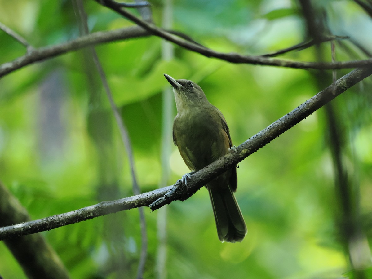 Fiji Shrikebill - Martin Partridge