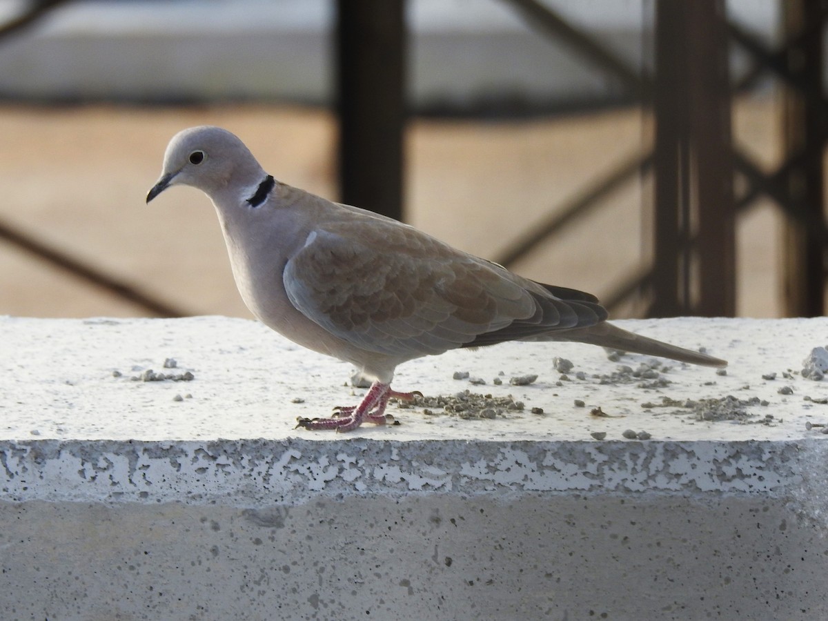 Eurasian Collared-Dove - Carlos Crocce