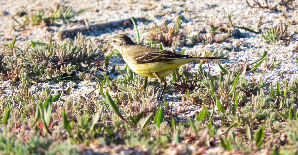 Western Yellow Wagtail - ML619482442