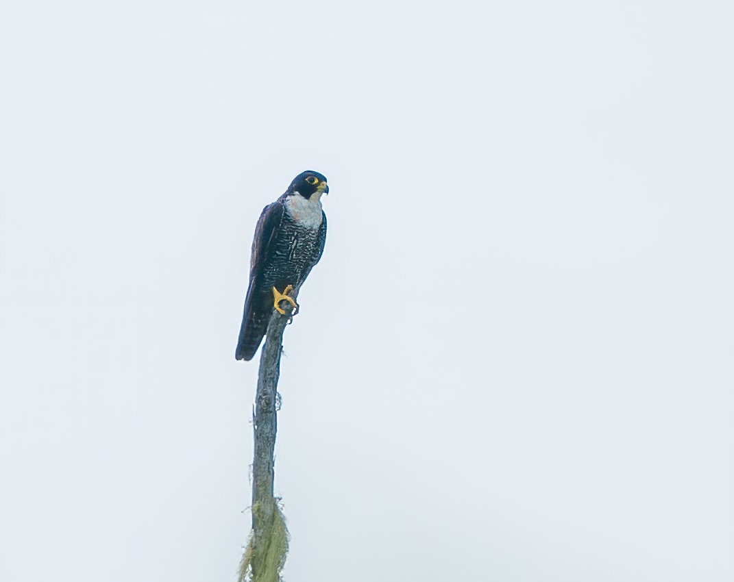 Peregrine Falcon (Indo-Pacific) - Wilbur Goh