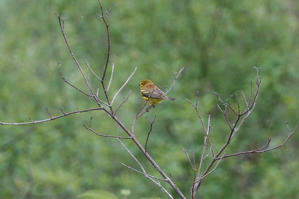 Prairie Warbler - George Wallace