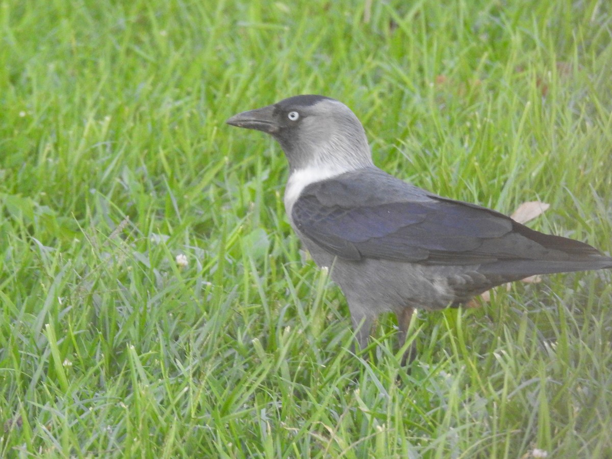 Eurasian Jackdaw - Carlos Crocce