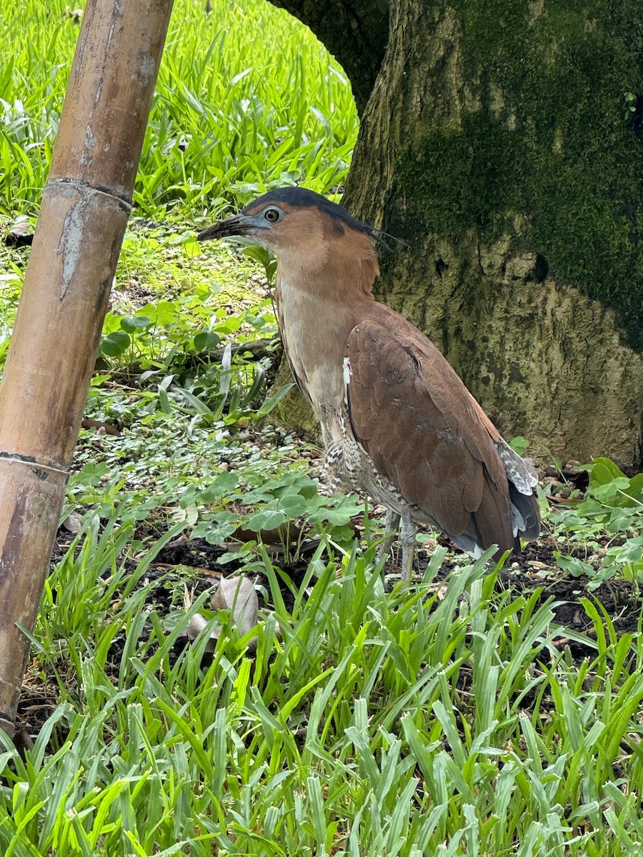 Malayan Night Heron - Anonymous