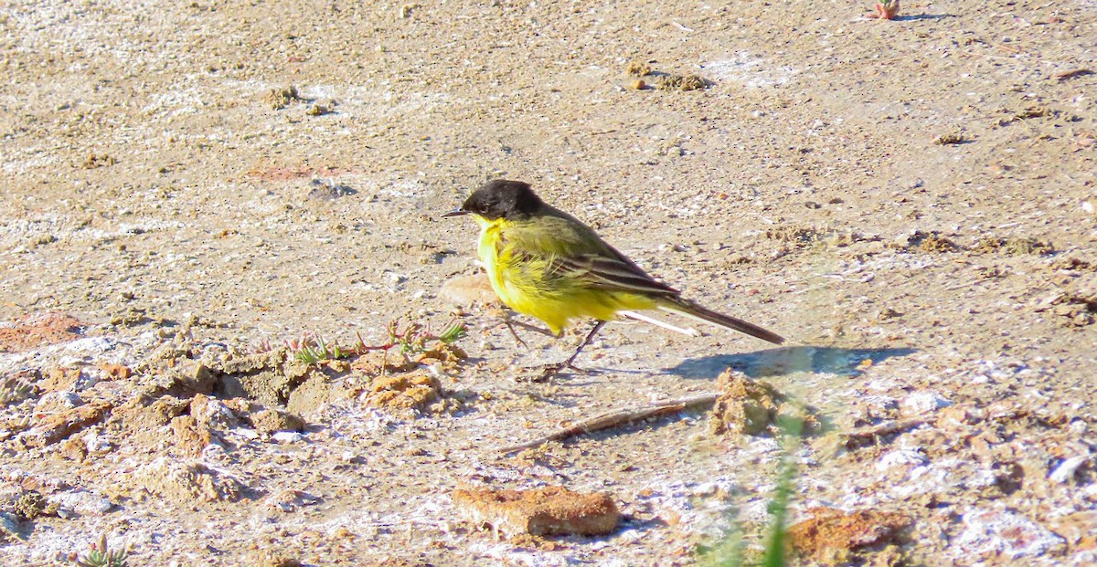 Western Yellow Wagtail (feldegg) - ML619482456