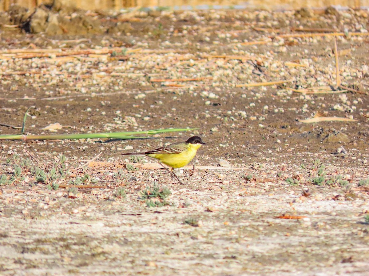 Western Yellow Wagtail (feldegg) - Станислав Гр.