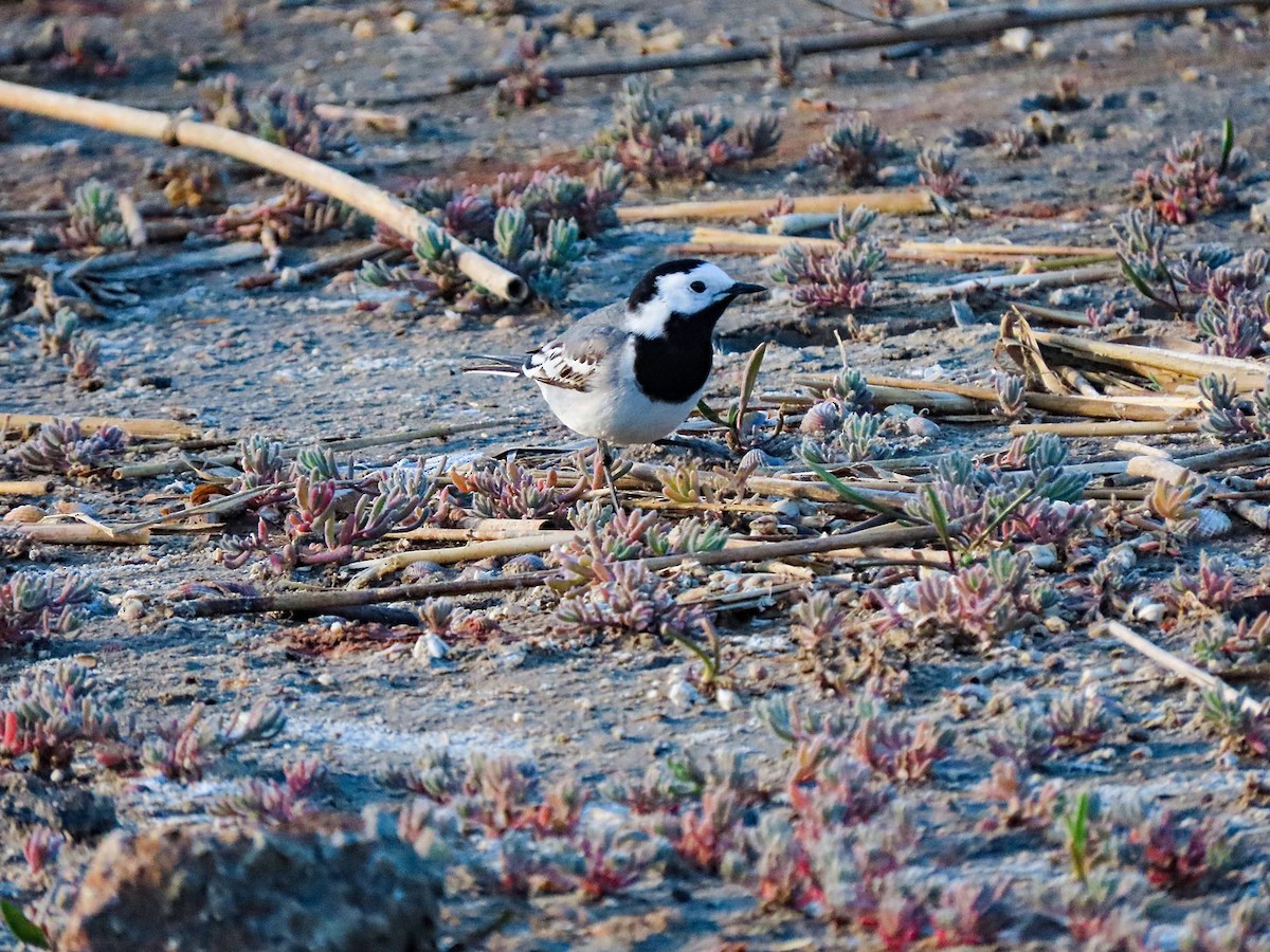 White Wagtail - ML619482460