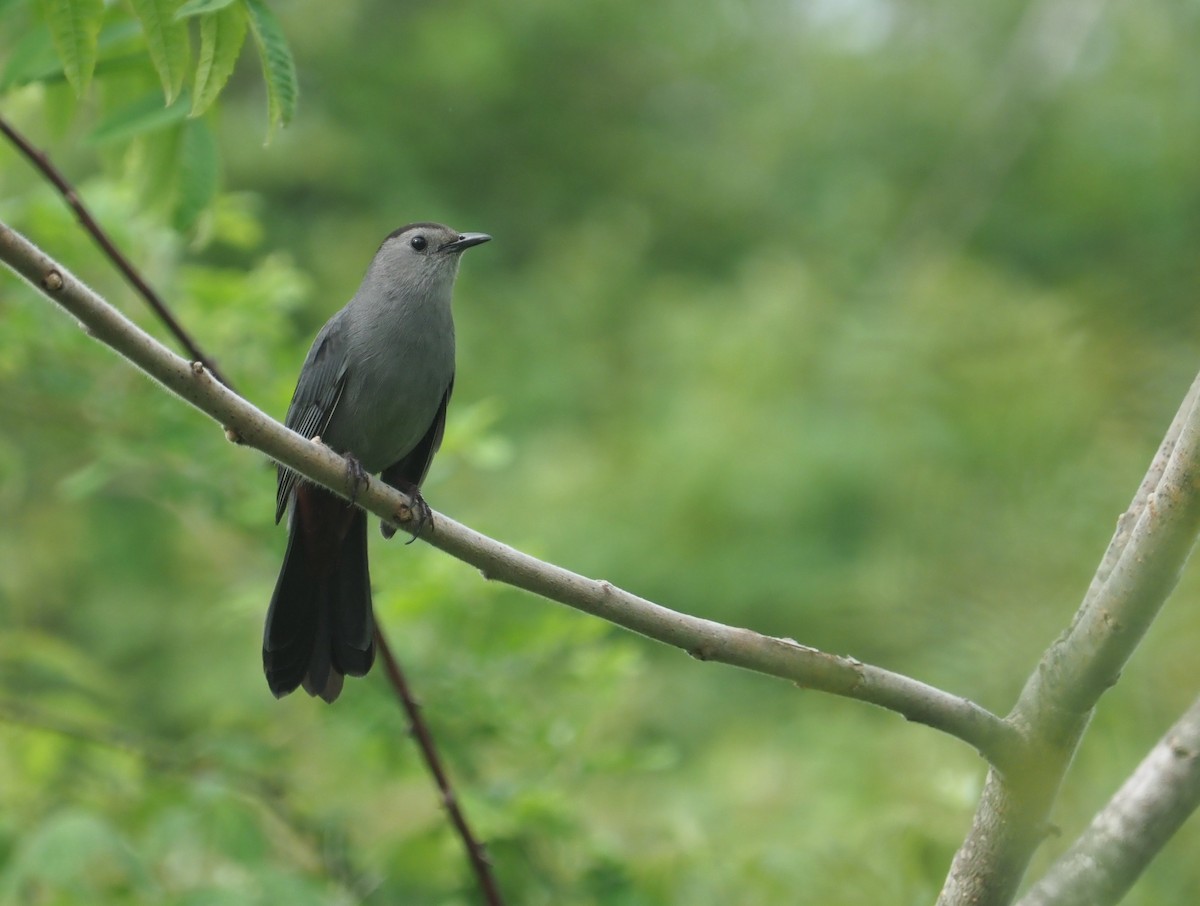 Gray Catbird - ML619482467