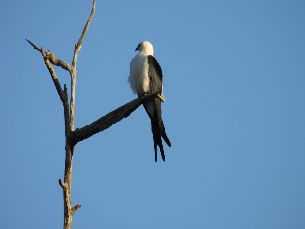 Swallow-tailed Kite - Denise Rychlik