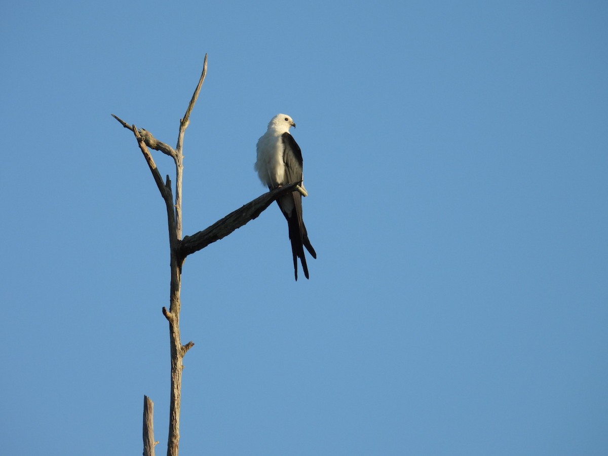 Swallow-tailed Kite - Denise Rychlik