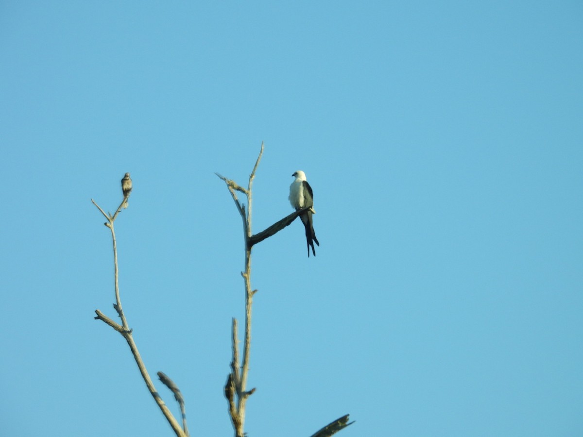 Swallow-tailed Kite - Denise Rychlik