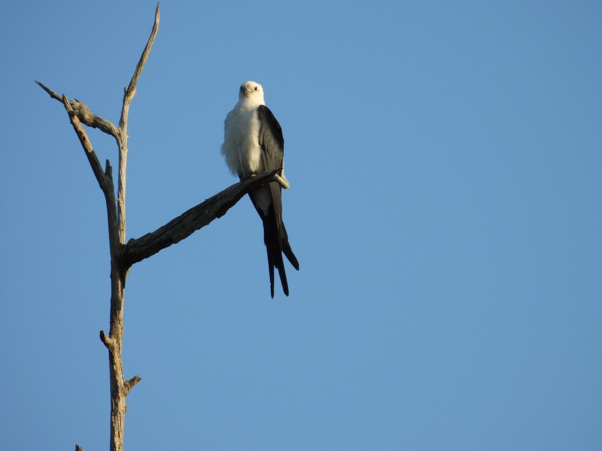 Swallow-tailed Kite - Denise Rychlik