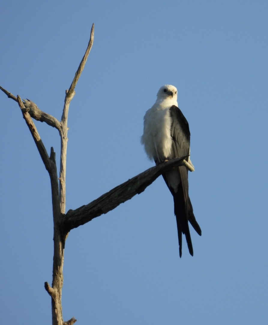 Swallow-tailed Kite - Denise Rychlik