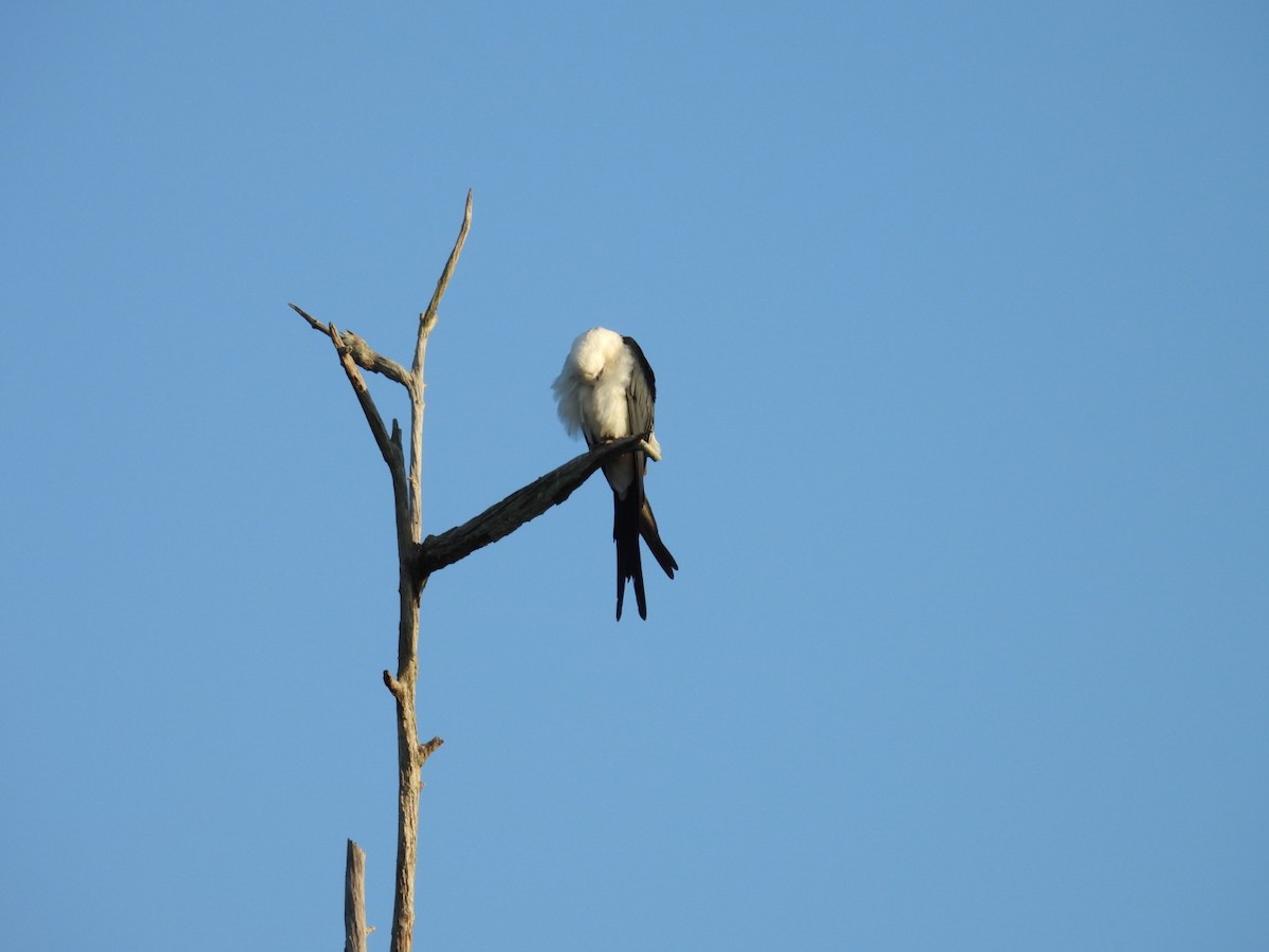 Swallow-tailed Kite - Denise Rychlik