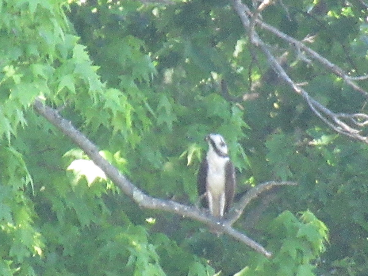 Osprey - Barry Capella