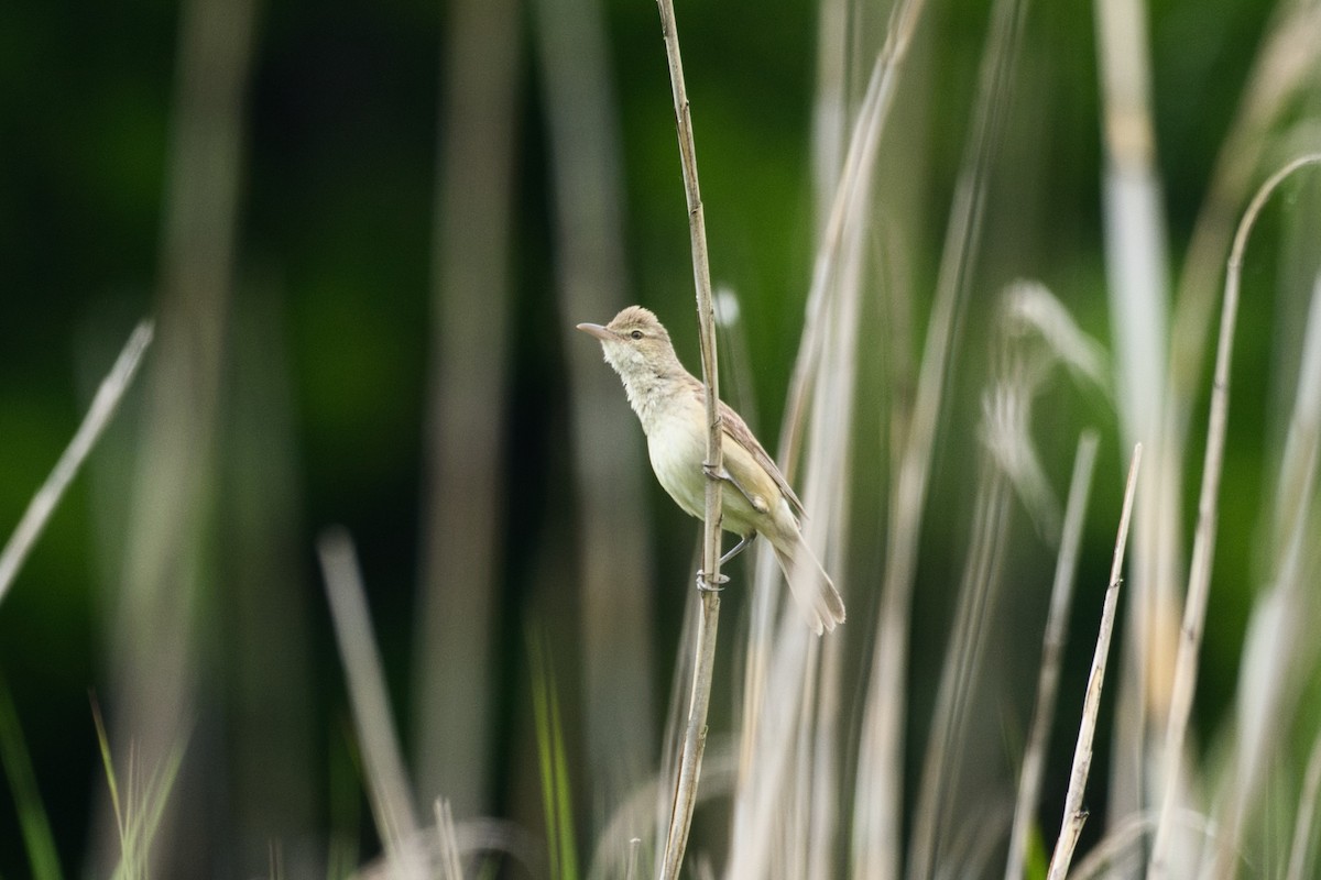 Oriental Reed Warbler - Anonymous
