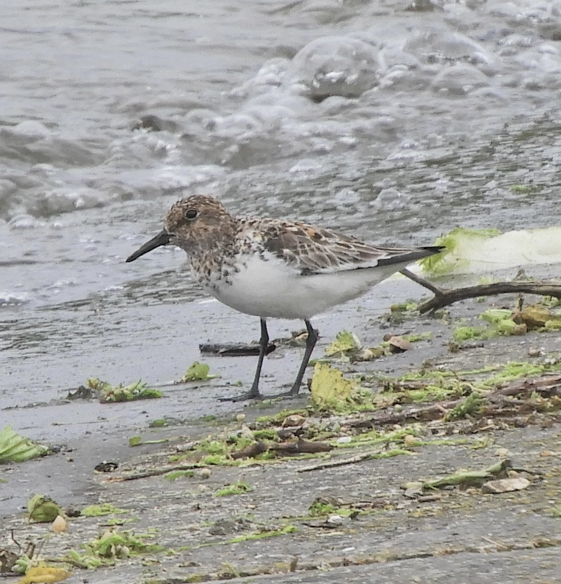 Sanderling - David Bradshaw