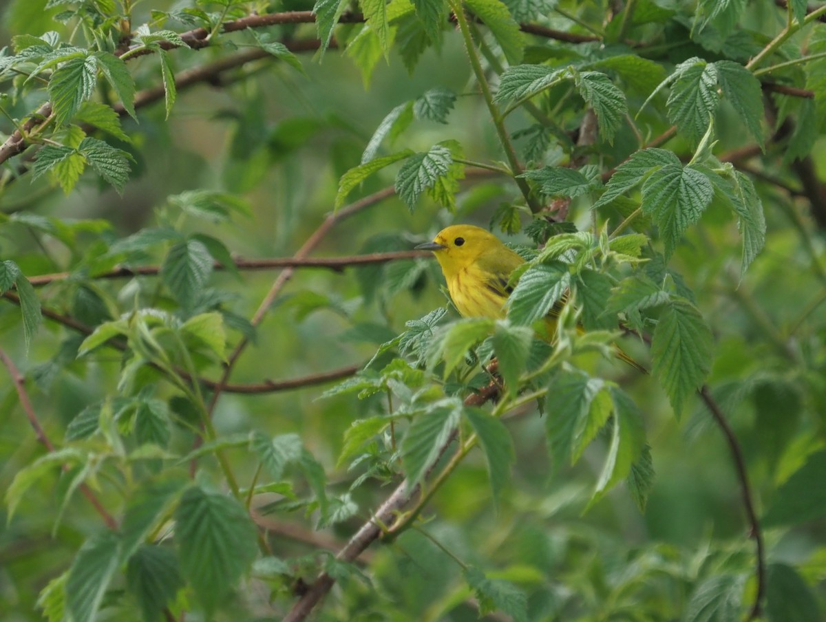 Yellow Warbler - ML619482494