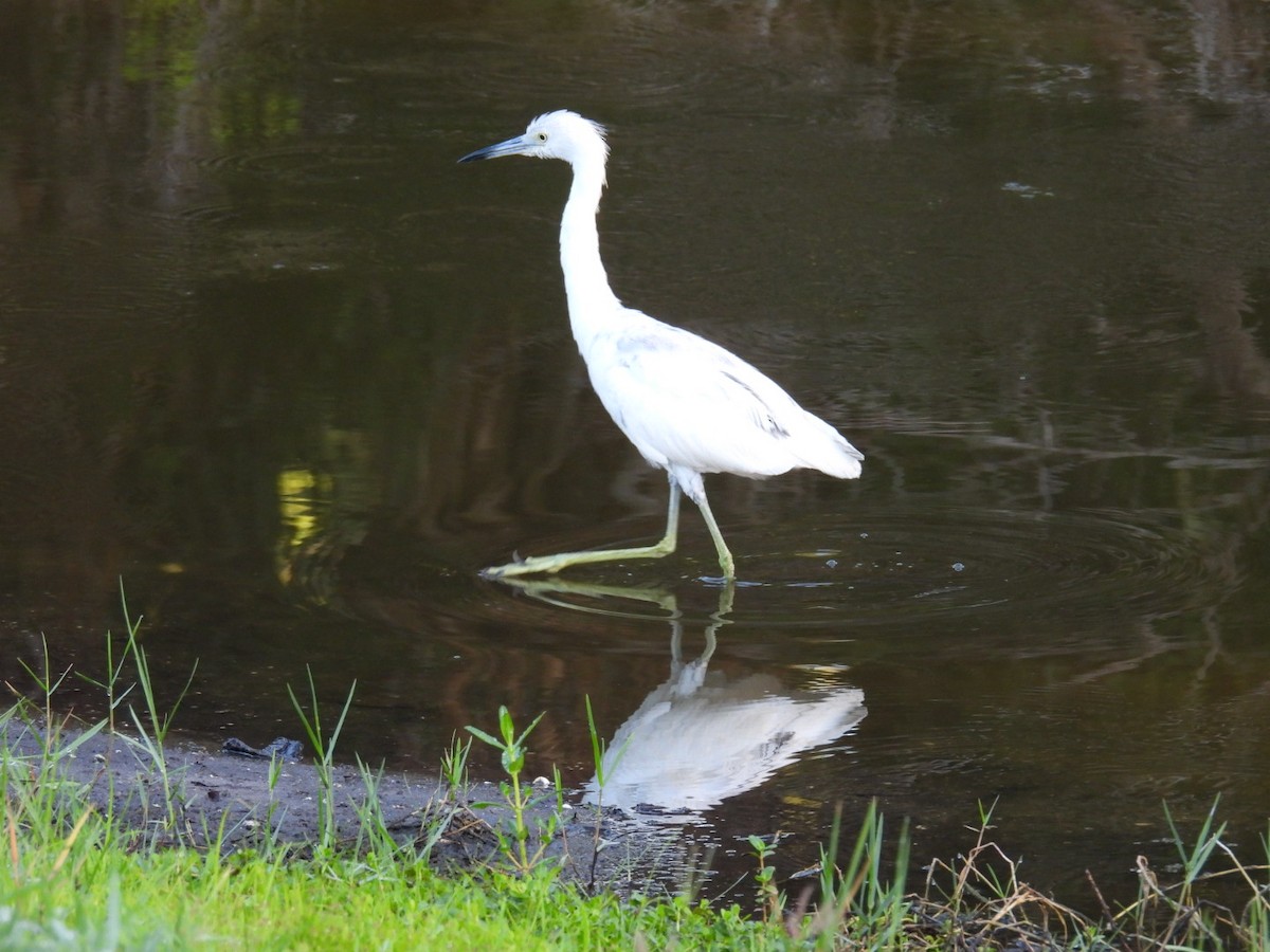 Little Blue Heron - Denise Rychlik