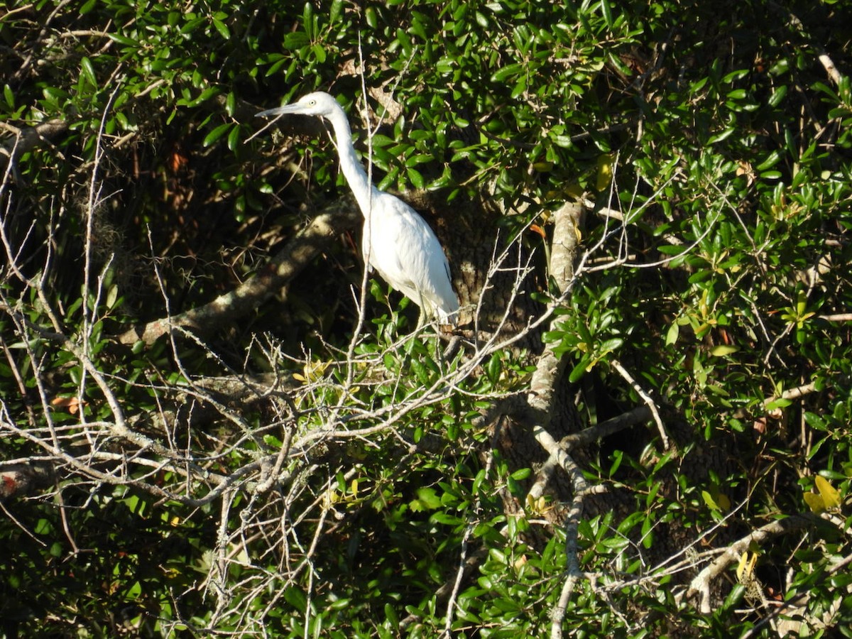 Little Blue Heron - Denise Rychlik